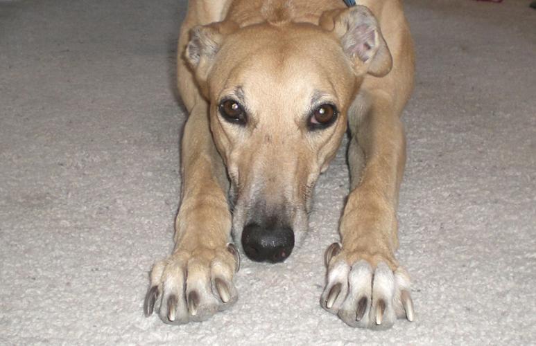 Southern Arizona Greyhound Adoption