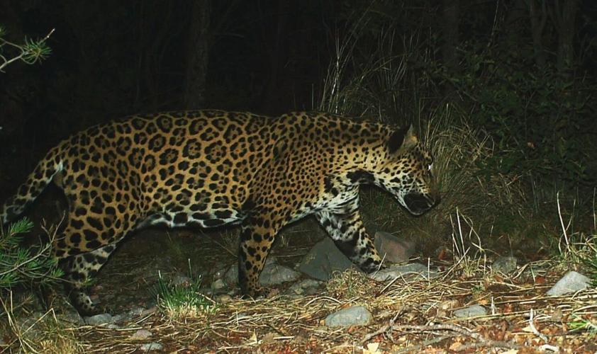 Meet all 5 jaguars spotted in Arizona