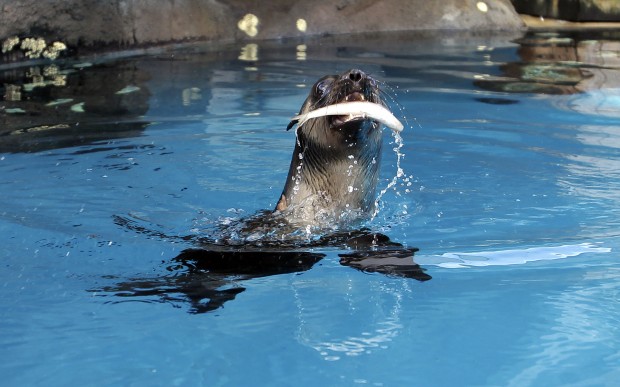 Australia Fur Seal