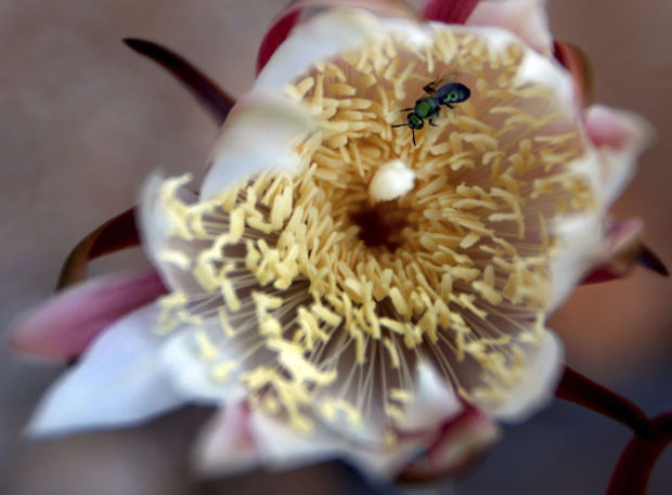 Night-blooming cereus