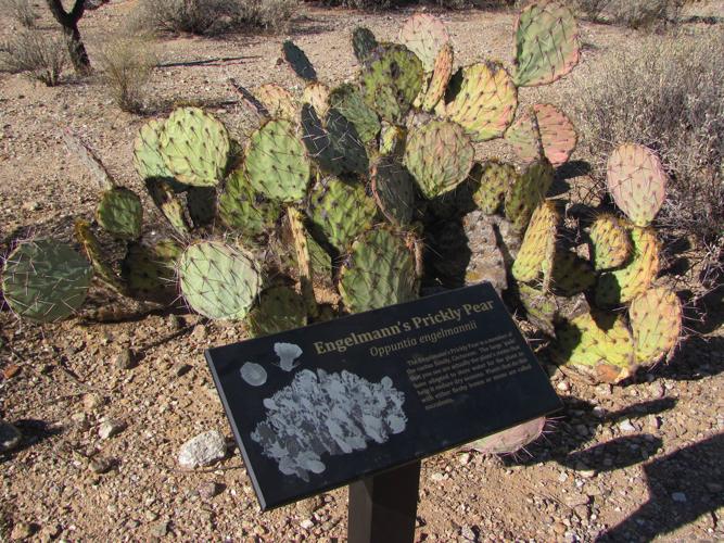 Sign describes plant