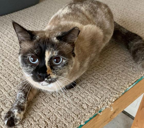 Adopt a friend: Elsa