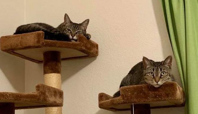 Adopt a friend: Nutmeg and Sweet Pea