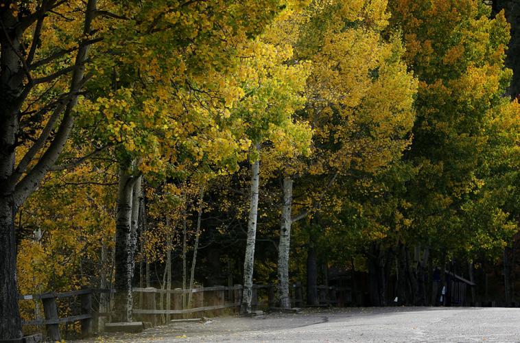 Fall colors on Mount Lemmon