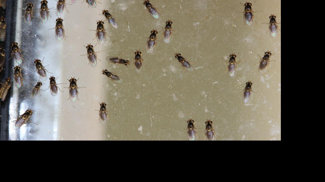 Problems With Gnats Tucson Com
