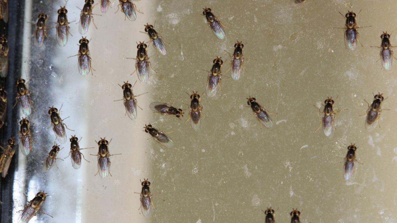 Problems With Gnats Tucson Com