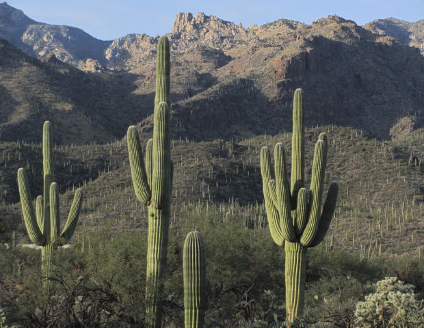 Saguaros in Sabino Canyon