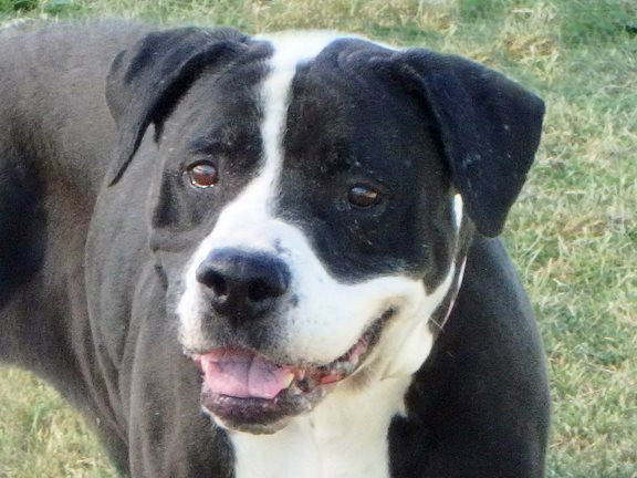 Adopt A Friend: Bubbles