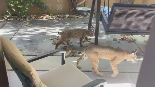 Bobcat Sneaks Into NJ Home 