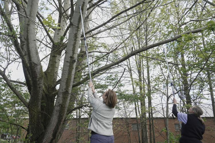 Spotted Lanternfly Hunters