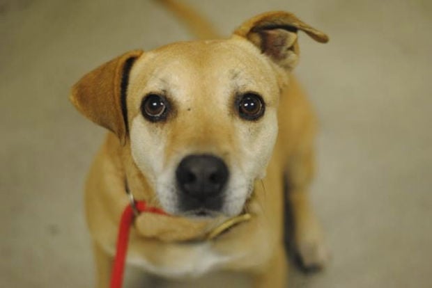 Adopt a pet for free at Pima Animal Care Center ...