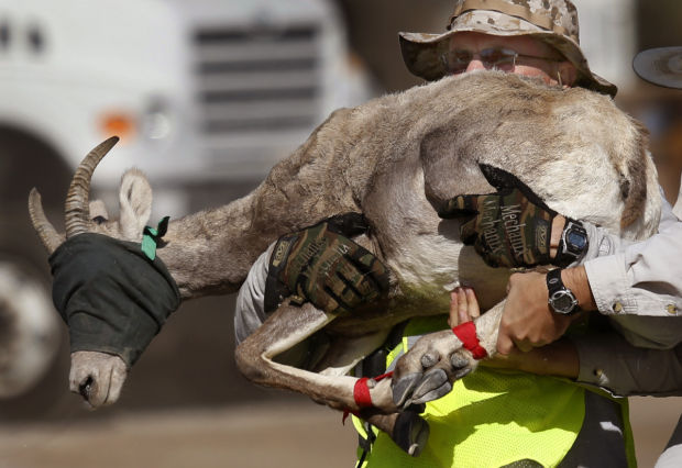 Bighorn sheep capture