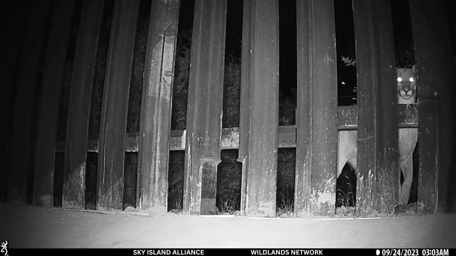 mountain lion pause - 1