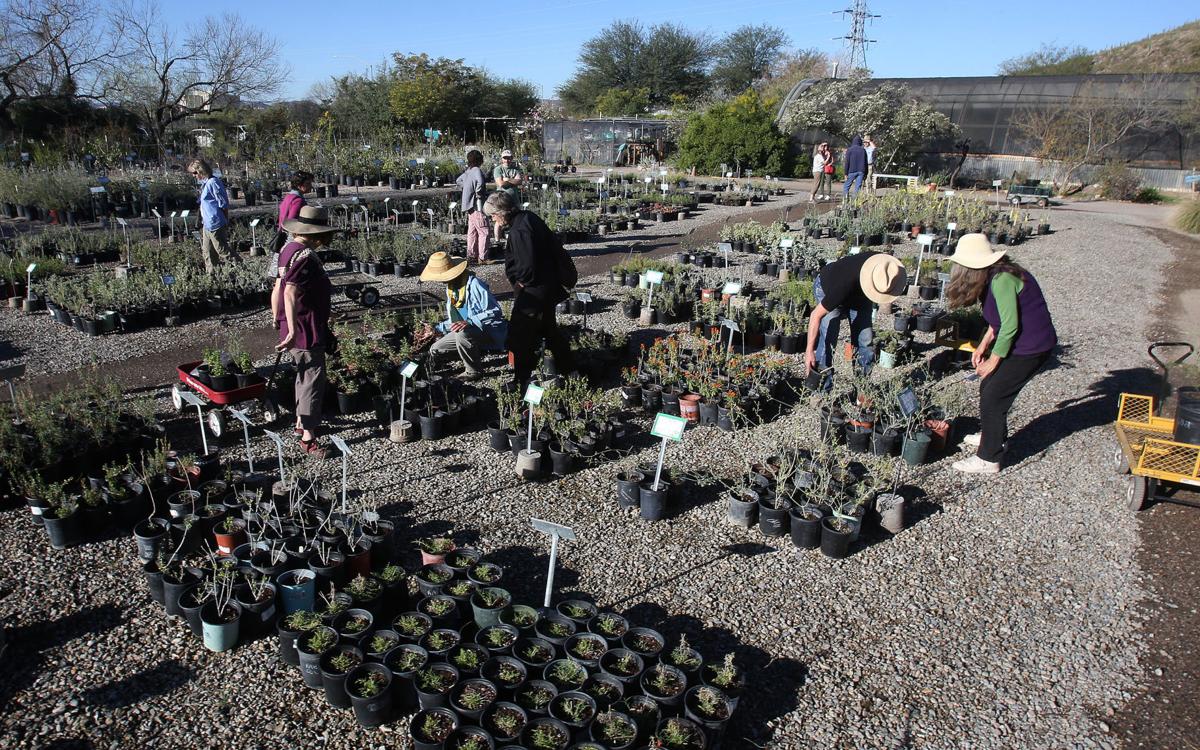 Spring sale blooms at Desert Survivors