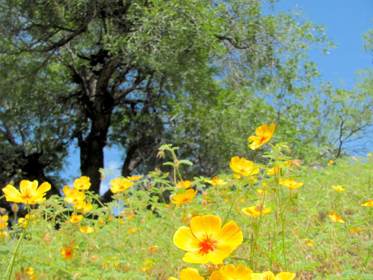 Colorful summer poppies