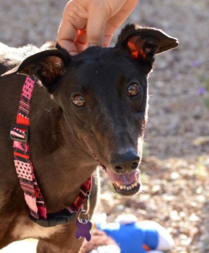 Adopt A Friend: Gillian