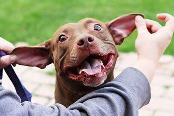 Pets for adoption