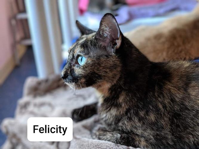 Adopt a friend: Felicity