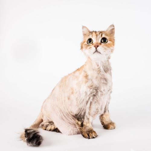 Adopt A Friend: Phoebe