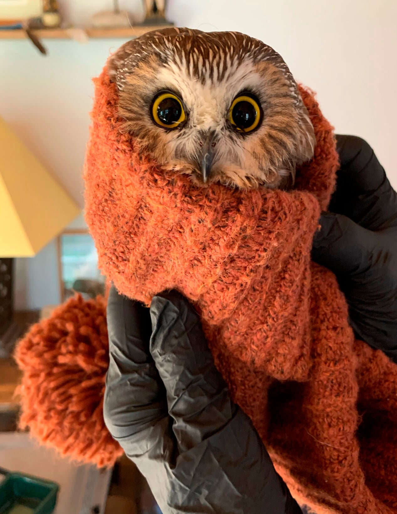 Holiday Hoot