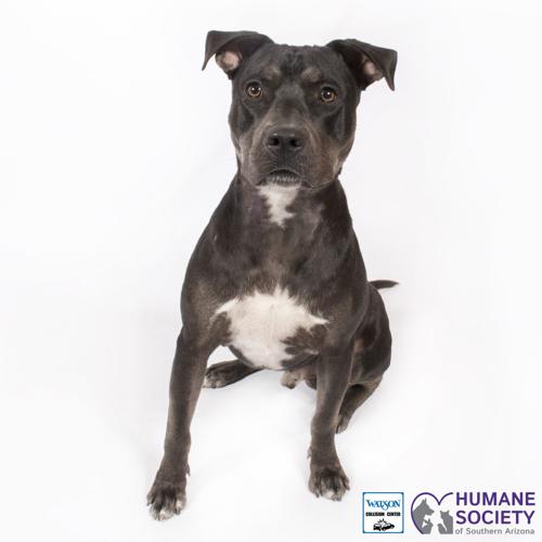 Adopt a friend: Tadmore