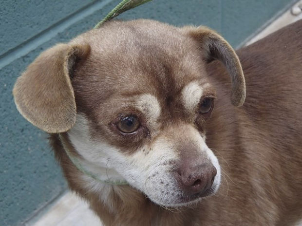 Pima Animal Care Center