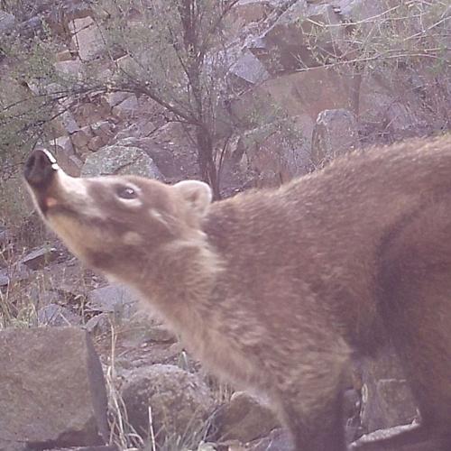 Coatis and Camera Sniffs: My Time as a Wildlife Intern With SIA