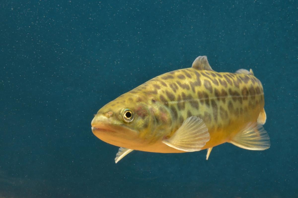 Colorful tiger trout coming to some Arizona lakes | Arizona and