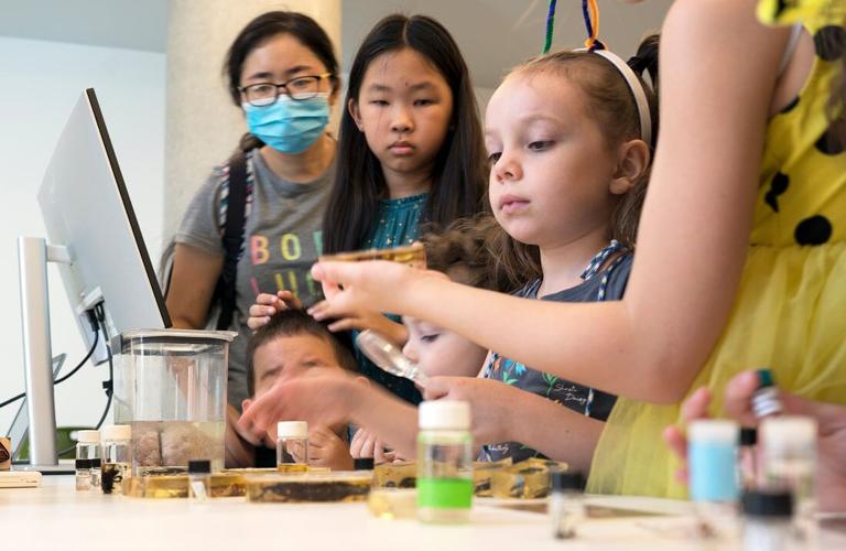 Arizona Insect Festival