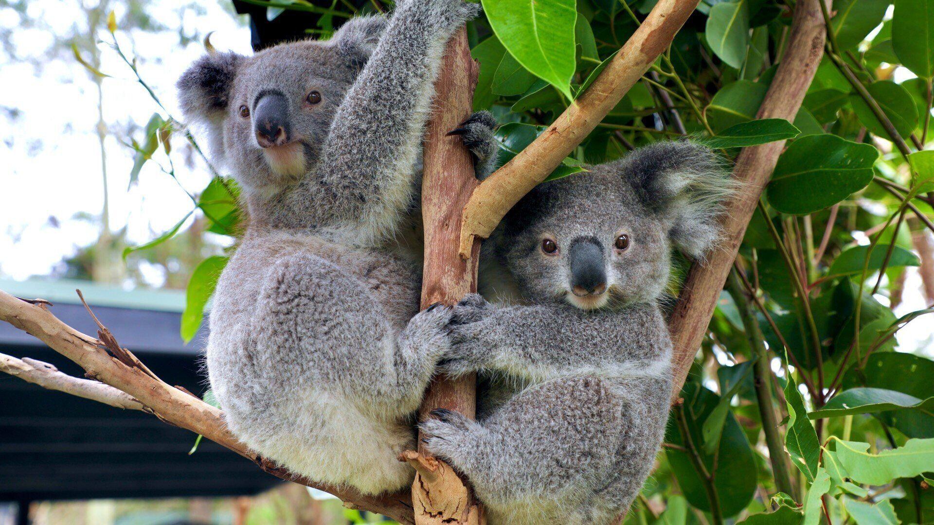 Amazing Facts about Koala Joeys