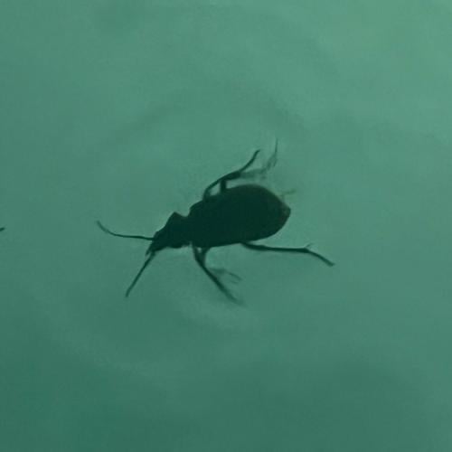 20261000-Bugs-Life-Pool-Pic6a.jpg