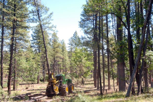 Wildfire, flood risks spur forest thinning near Flagstaff | Ap | tucson.com
