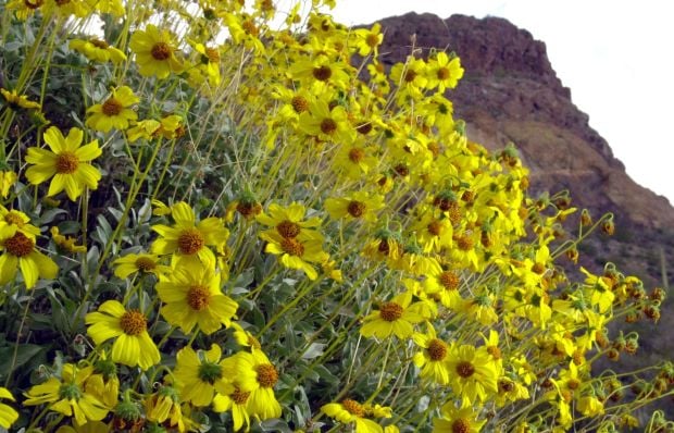 Southwest wildflowers