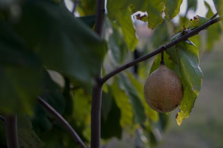 Climate Drought Pawpaw