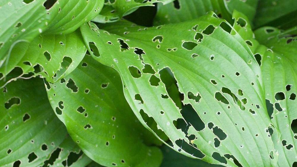 Rosie on the House: Keeping your plants healthy