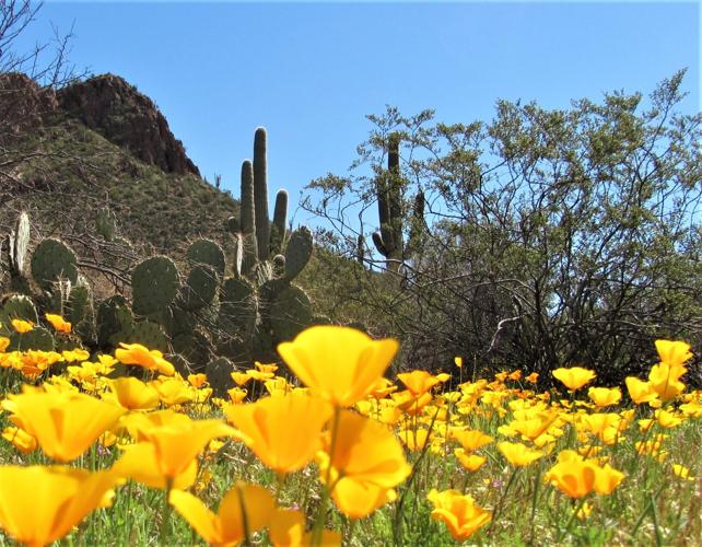 Poppies - Saguaro National Park