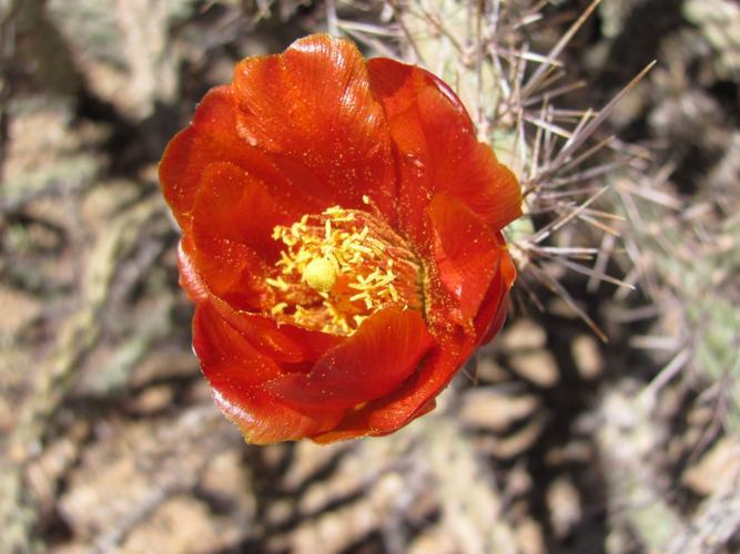 Early cactus bloom