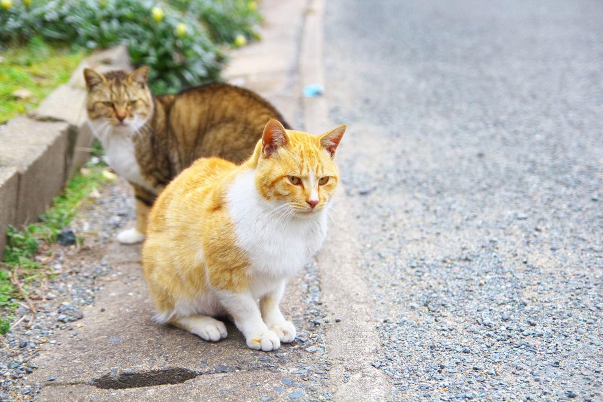 FERAL CATS