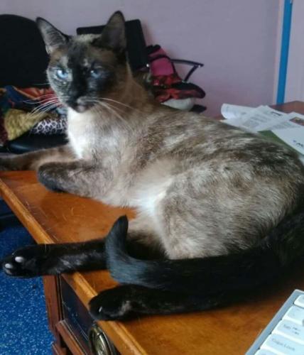 Adopt a friend: Riley