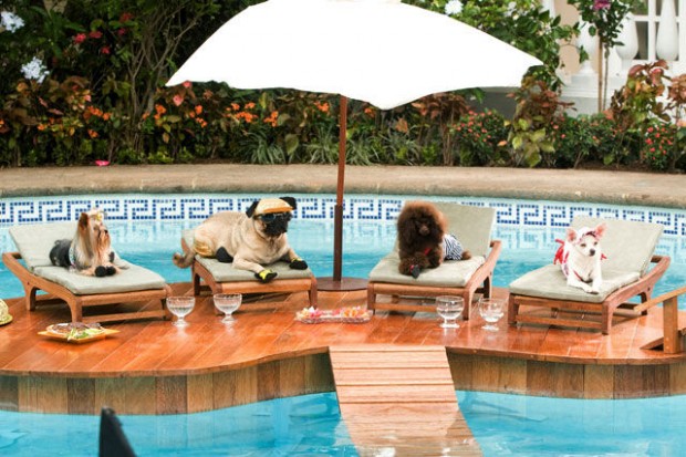 'Chihuahua' not a dog  