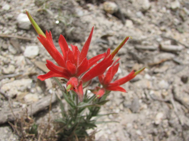 Southwest wildflowers