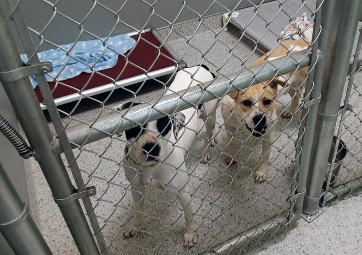 PACC opens pet adoption center on Tucson's east side