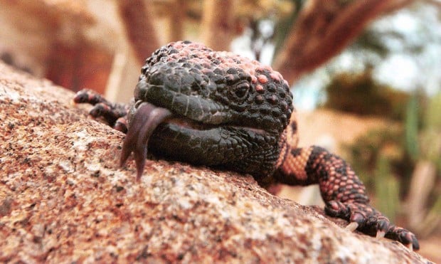 Man who came to Arizona to steal Gila Monsters, rattlers gets probation