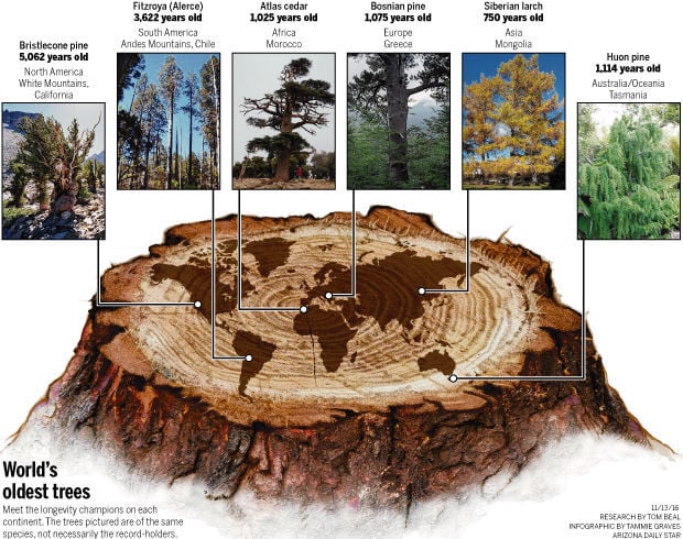 ancient australian pine trees