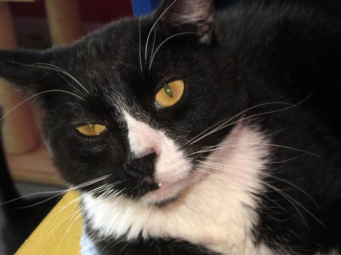 Adopt A Friend: James