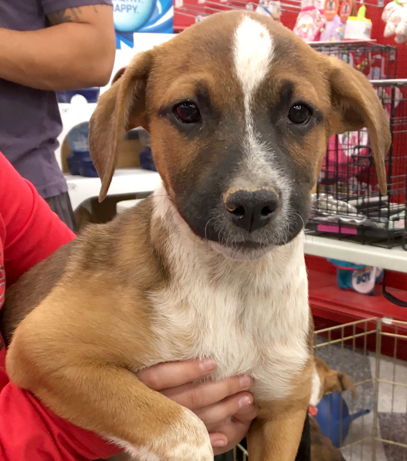 Heeler Lab Red Heeler Boxer Mix Dog Boxer Lab Cattle Dog