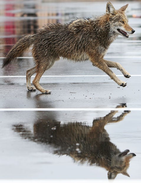 Coyotes In The Grand Canyon