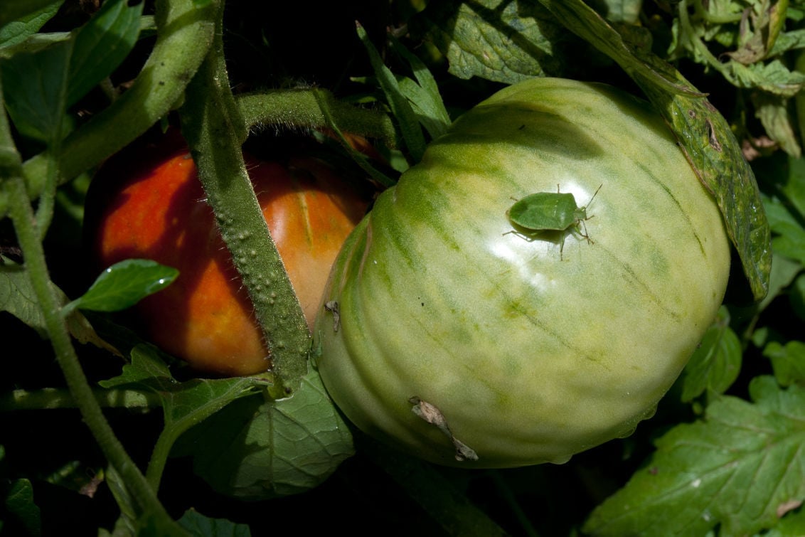 Concerns about citrus and an over-abundance of stink bugs