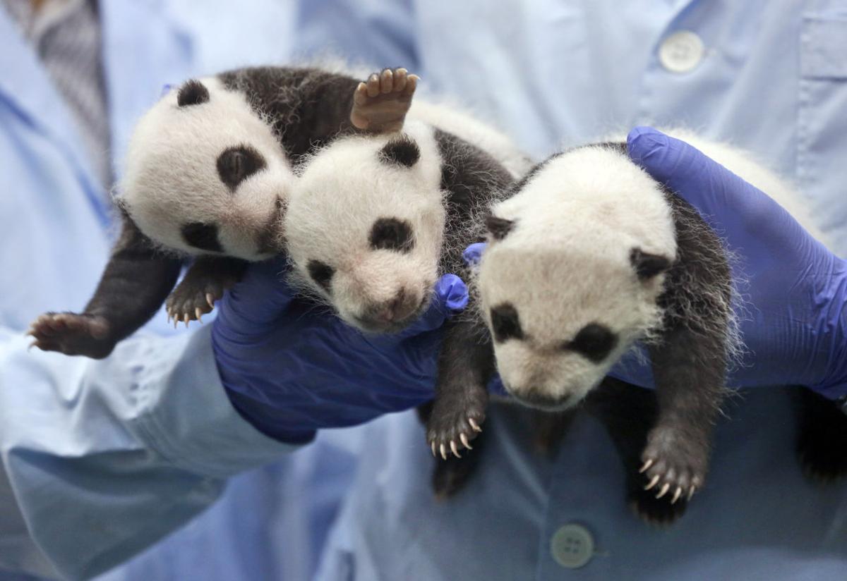 Baby zoo animals