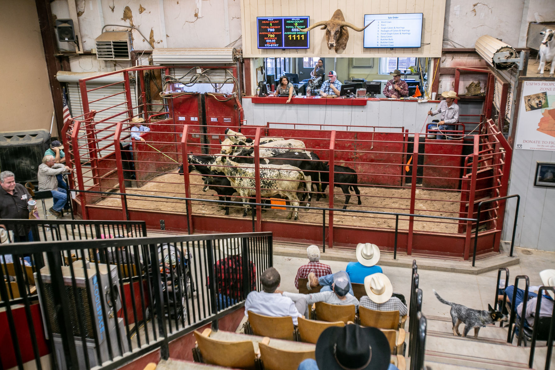 parsons livestock market report